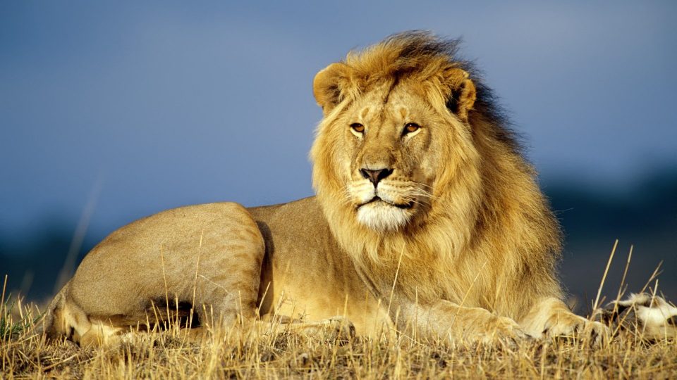Lion